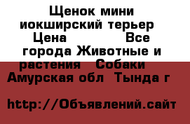 Щенок мини иокширский терьер › Цена ­ 10 000 - Все города Животные и растения » Собаки   . Амурская обл.,Тында г.